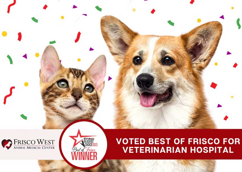 Carousel Slide 1: Meet our incredible veterinary team!