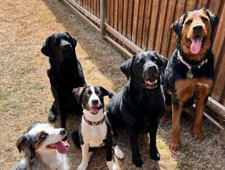 Veterinary Resources for your Pet