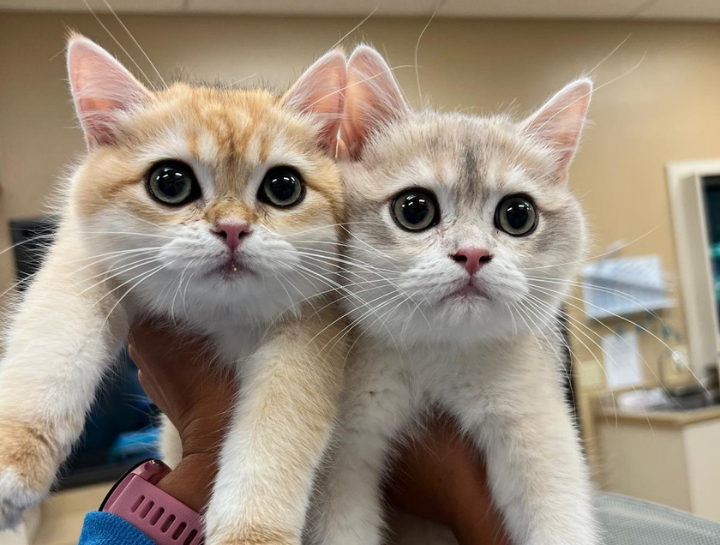Preventive Care for Cats