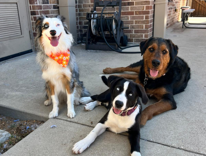 Preventive Care for Dogs